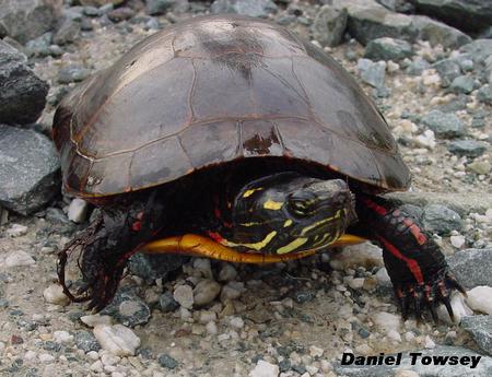 Turtle - danieltowsey, turtle