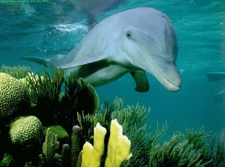 Dolphin - dolphins, nature, underwater, photography, ocean, animals