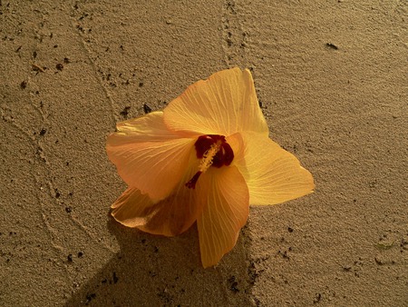 Hibiscusss - hibiscus, sand