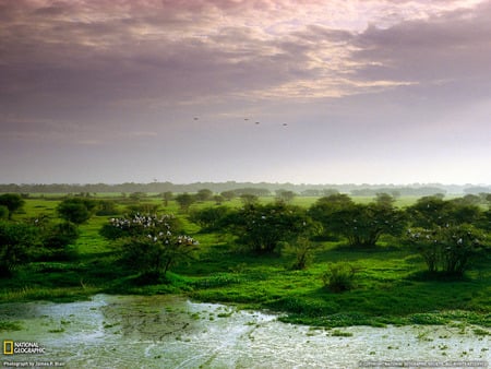 Keoladeo National Park, India  - india, nature, trees, national park, skies, keoladeo