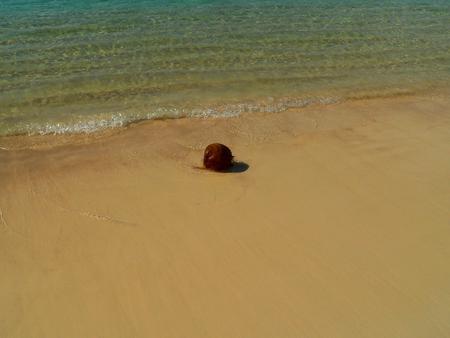 Coco-Nut - coconut, beach, sand