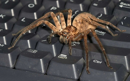 Spider - keyboard, pc, photography