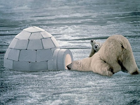 Polar Bears - picture, polar bears, funny