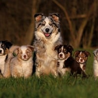 Cool Dogs Family 