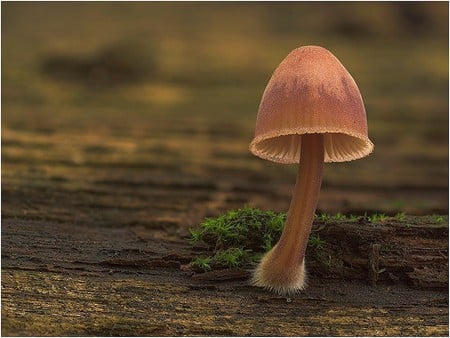 Beautiful Mushroom