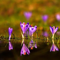 Cool Flowers
