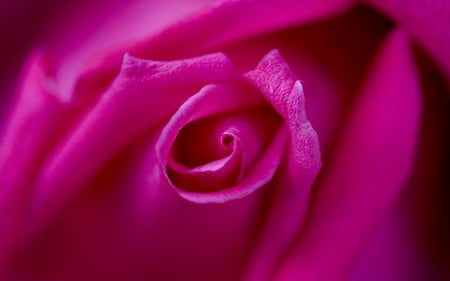 pink rose petals .jpg - rose, upclose, nature, pink