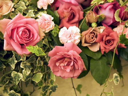 Roses - love, roses, pink, flowers, rose, flower