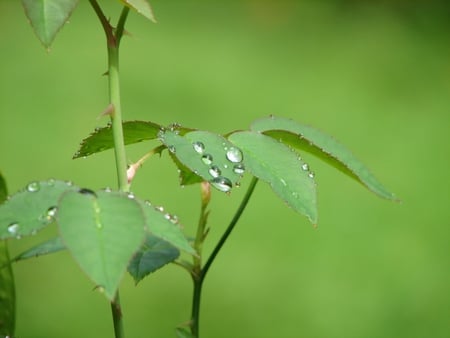 Morning dew - leaves, dew, morning, green