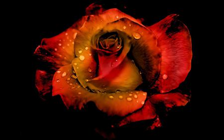 Rose - love, roses, red, photography, flowers, black, rose, flower