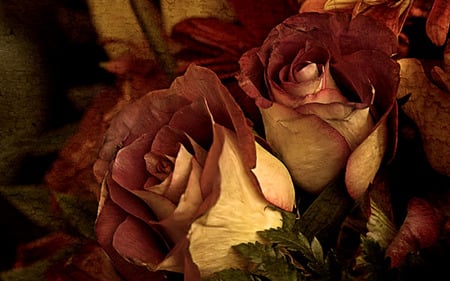 Roses - flowers, roses, black, photography, rose, love, flower