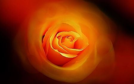 the Spell - fractal, beautiful, orange, rose, flower