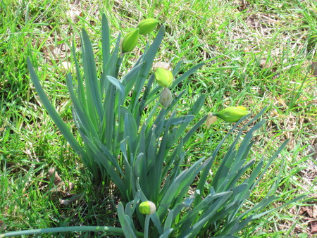 Spring Is In The Air - flowers, spring, plants, nature