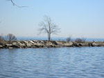 A Lone Bare Tree Waiting to Bloom