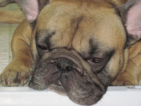 Sleeping French Bulldog - french bulldog, dog, frenchie, sleeping