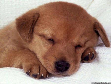 ASLEEP PLEASE DONT DISTURB ME - loveable, cute, puppy, sleeping, asleep