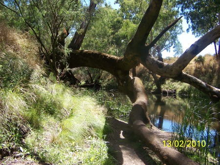 Glenelg River, Dartmoor - serene, river, peaceful, tree