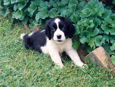 SWEET PUPPY IN GRASS - friendly, cute, adorable, likes, playing