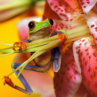 Frog and flower