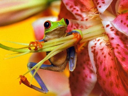 Frog and flower - frog, flower, yellow, pink