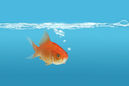 Fish tank - goldfish, water, blue, underwater, bubbles, tank, fish