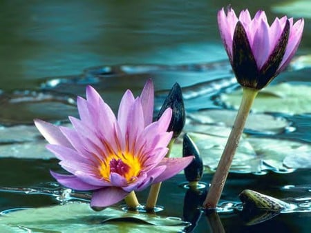 Water lilies - lotus, purple, pond, water, flowers, water lily