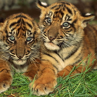 Tiger_cubs