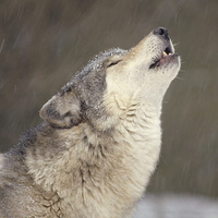 howling timber wolf