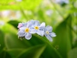 White Flowers