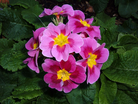 In The Front Yard - nature, pink, flowers, yard, front