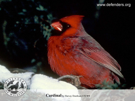 Red Cardinal - winter, wildlife, cardinal, red