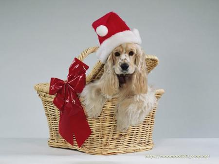 Xmas Dog - springer spaniel, xmas, dogs, santa hat