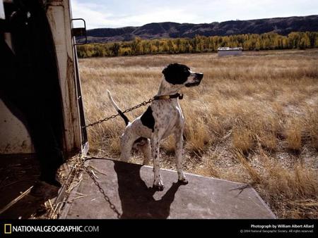 Country Pointer - dogs, pointers, farm, country