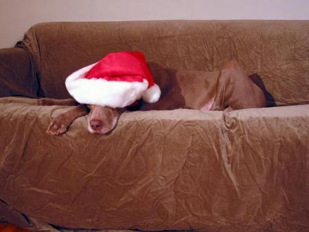 Lazy Xmas Dog - santa, chocolate lab, brown, xmas