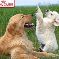 Royal Canin Dogs