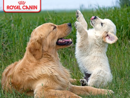 Royal Canin Dogs - golden retriever, dogs, royal canin, animals