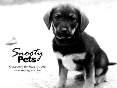 Snooty(NOT) Pets - puppy, animals, cutie, snootypets, dogs