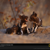 African Wild Dog Puppys