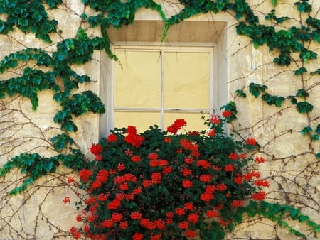 Flowers House, Brixen, Italy - beautiful, wall, vases, vines, amazing, plants, architecture, photography, red, italy, cool, flowers, awesome, art, decoration, ornaments, door, houses, nice, brixen, green