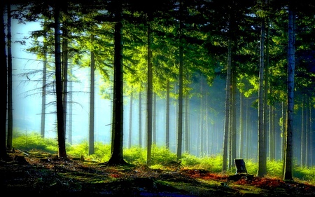 Heavenly - trees, light, mist, bright, forest, blue, green, ray, grass, fern