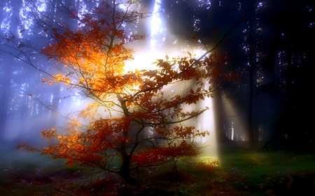 Hidden Beauty - trees, light, mist, glow, forest, blue, plant, golden, ray