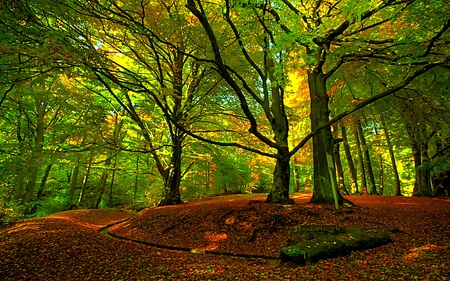 Meet Here - nature, trees, forest, light, leaves, green, drain, ray