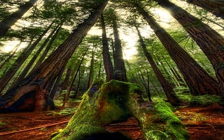 Reaching Out - forest, ray, reddish, fresh, bright, light, trees, nature, green