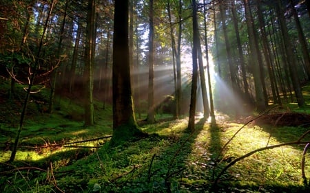 Scent Of Hope - trees, branches, ray, nature, bright, forest, light