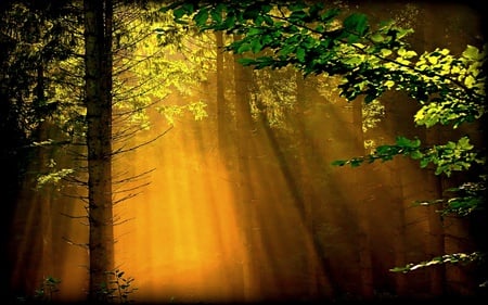 Times Can't Wait - trees, ray, forest, light, yellowish, glow, nature, mist, golden