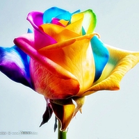 the rose of many colours