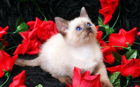 Kitty in with the roses - love, cat, adorable, animals, rose, kitten, cuteness, valentines, cats, flower