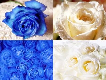 blue and white - flowers, love, rose