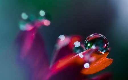 CLOSE UP WATER DROP - drop, colorful, water, flower, closeup