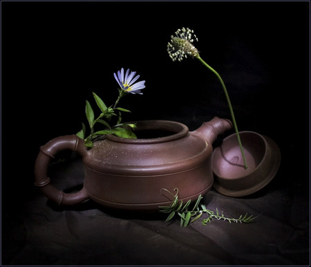 Still life - flowers, black, purple, flower, light